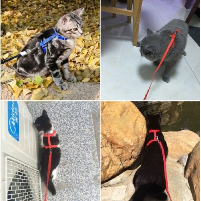 Kedi Tasması